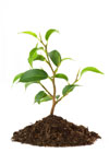 Vergelijk hier planten!