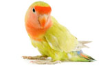 Vergelijk hier vogelbenodigdheden!