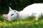 Vergelijk hier kattenbenodigdheden!