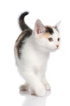 Vergelijk hier kattenbenodigdheden!
