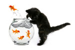 Vergelijk hier kattenbenodigdheden!